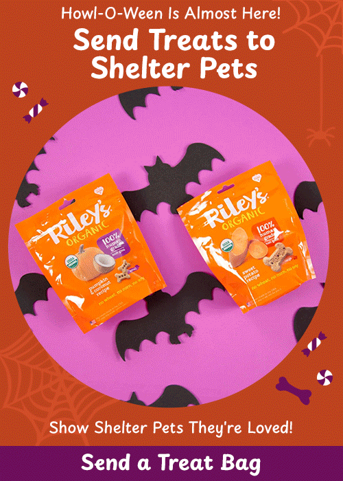 Send Treats to Shelter Pets Donation with The Animal Rescue Site and GreaterGood; provide organic dog treats for shelter animals this Halloween, spreading care and comfort to pets in need.