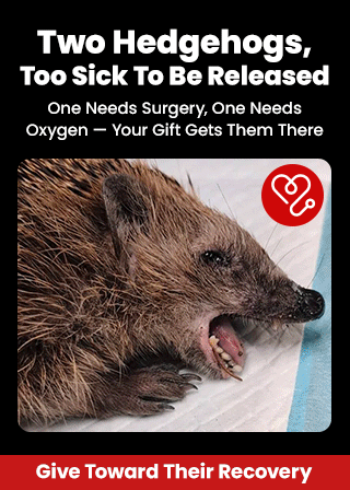 Support the Two Hedgehogs, Too Sick To Be Released campaign by The Animal Rescue Site and GreaterGood. Give toward their recovery to help fund surgery for one and oxygen for the other.