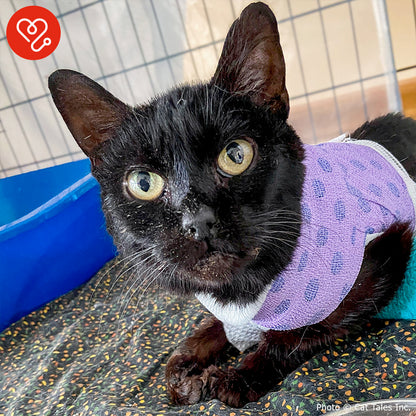 Funded: Cookie Suffered Severe Burns and Needs Surgery to Heal