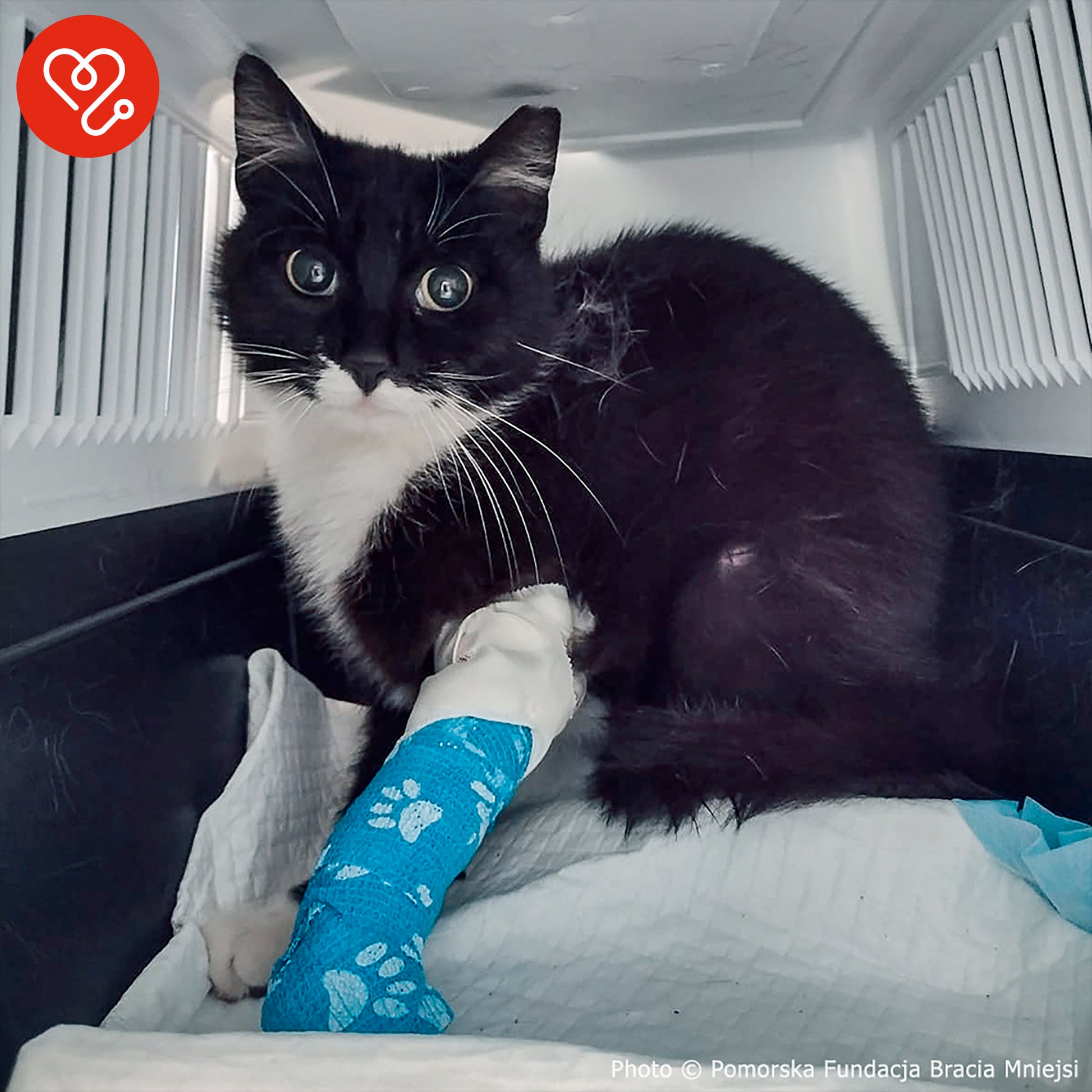 Animal Rescue Barn Kittens For Free Near Me How To Best Care For