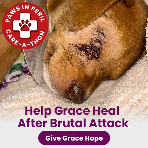 Support the 4th Annual Paws in Peril: Care-A-Thon campaign by The Animal Rescue Site and GreaterGood. Save a life today to provide critical care for animals in need.