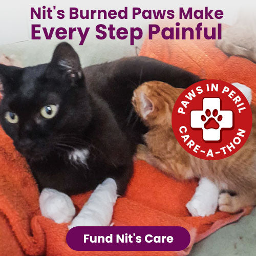 Support the 4th Annual Paws in Peril: Care-A-Thon campaign by The Animal Rescue Site and GreaterGood. Save a life today to provide critical care for animals in need.