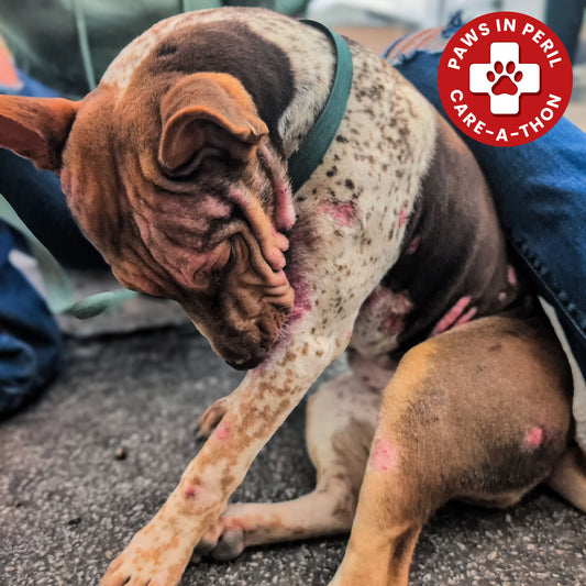 Rainbow Survived Cruelty - Now She Needs Help Healing and Learning to Trust Again