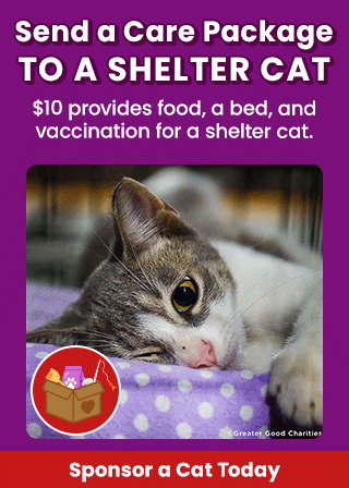 Support the Send a Care Package to a Shelter Cat campaign by The Animal Rescue Site and GreaterGood. Sponsor a cat today because $10 provides food, a bed, and vaccination for a shelter cat.