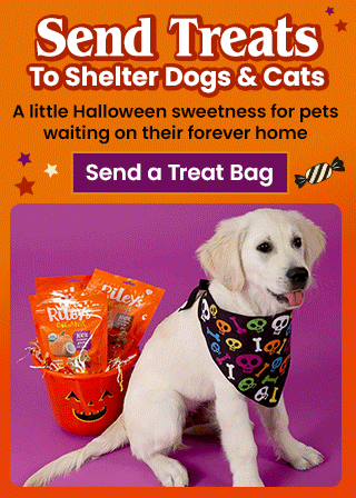 Support the Send Treats to A Shelter Pet campaign by The Animal Rescue Site and GreaterGood. Give treats this Happy Howl-O-Ween because shelter pets shouldn't be forgotten this Halloween