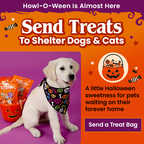 Support the Send Treats to A Shelter Pet campaign by The Animal Rescue Site and GreaterGood. Give treats this Happy Howl-O-Ween because shelter pets shouldn't be forgotten this Halloween