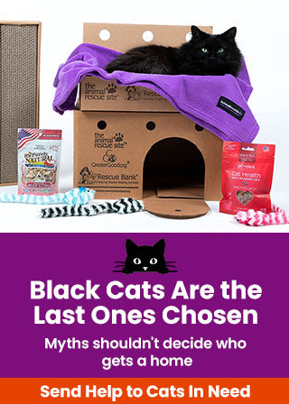 Support the Black Cats Are the Last Ones Chosen campaign by The Animal Rescue Site and GreaterGood. Send help to cats in need because myths shouldn't decide who gets a home.