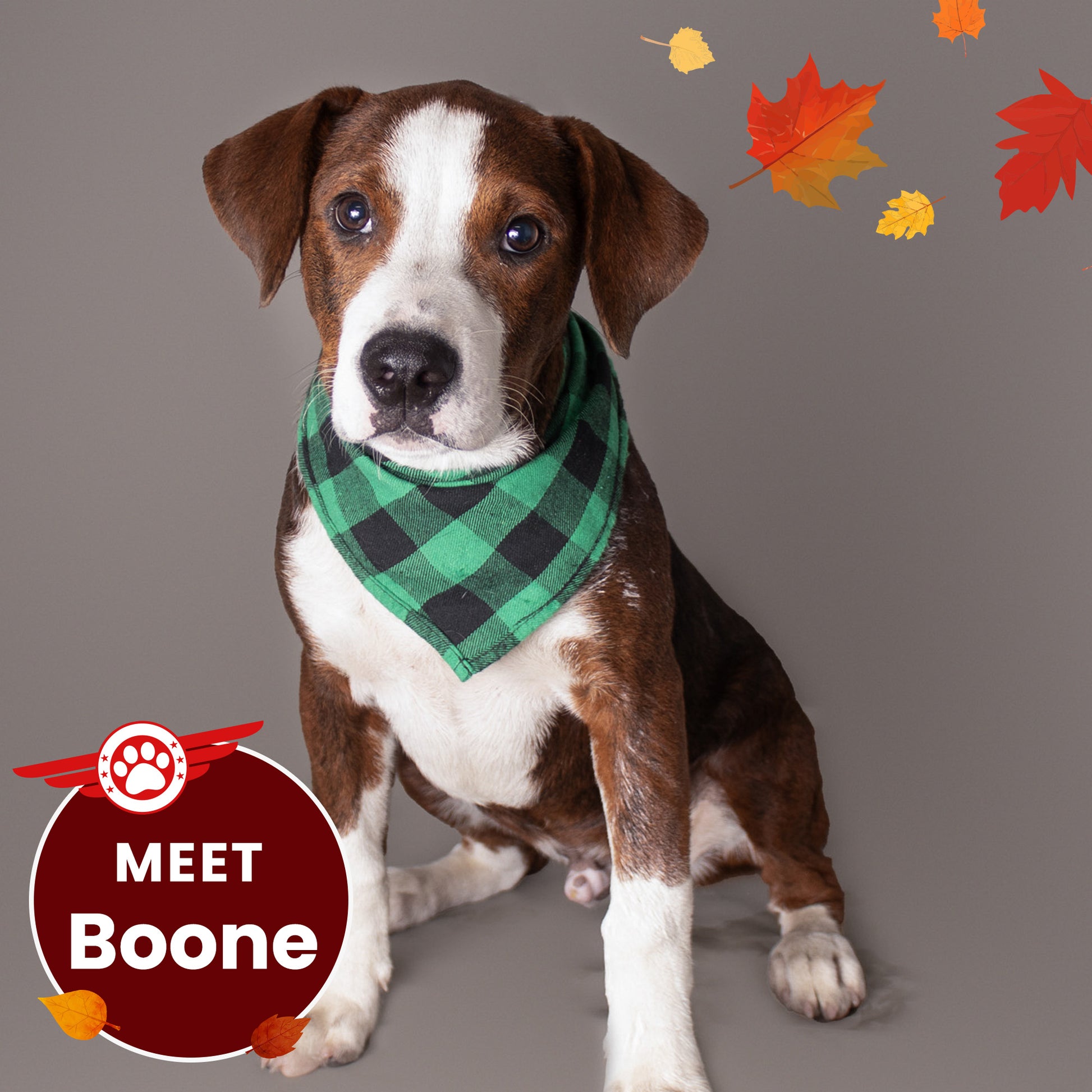 Help Fly Pets to Freedom The Animal Rescue Site