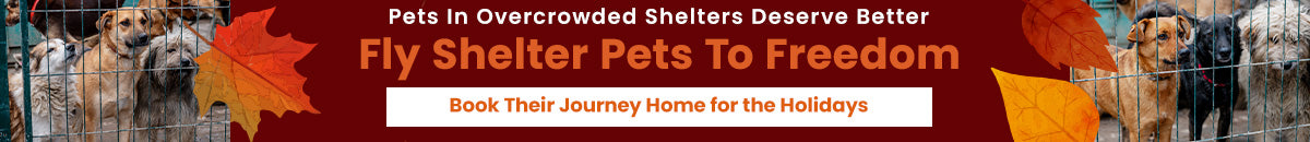 Fly Shelter Pets to Freedom donation from The Animal Rescue Site and GreaterGood. Helps transport overcrowded shelter dogs to safe homes for the holidays.