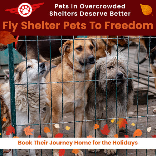 Fly Shelter Pets to Freedom donation from The Animal Rescue Site and GreaterGood. Helps transport overcrowded shelter dogs to safe homes for the holidays.