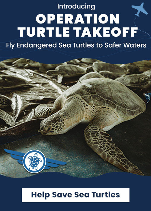Operation Turtle Takeoff donation from The Animal Rescue Site and GreaterGood, showing endangered sea turtles needing transport to safer waters. Support efforts to help save sea turtles.