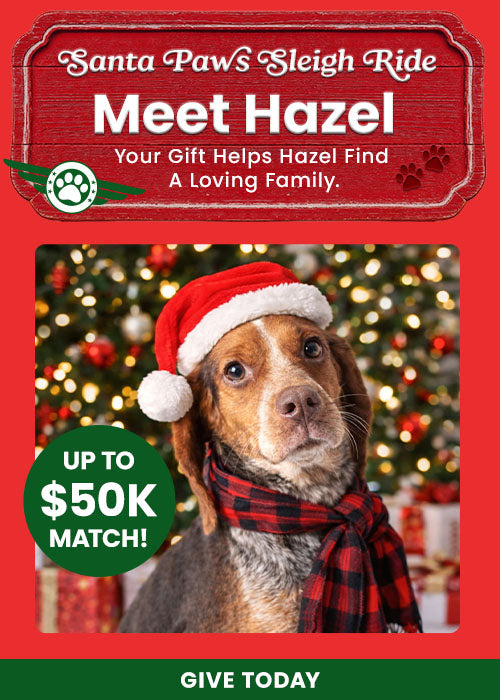 Santa Paws Sleigh Ride donation from The Animal Rescue Site and GreaterGood, featuring dog and cat with holiday sleigh. Support lifesaving help; donations matched up to $50K.