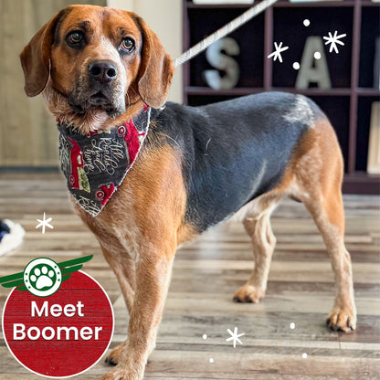 Help Fly Pets to Freedom