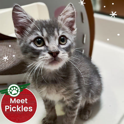 Help Fly Pets to Freedom