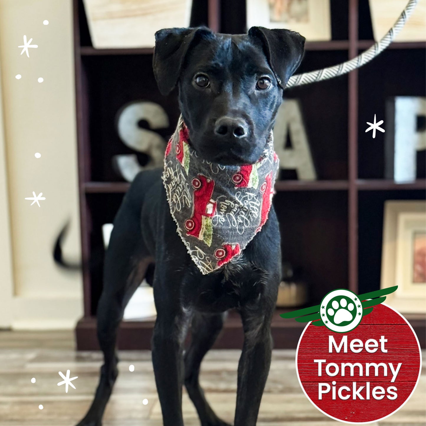 Help Fly Pets to Freedom