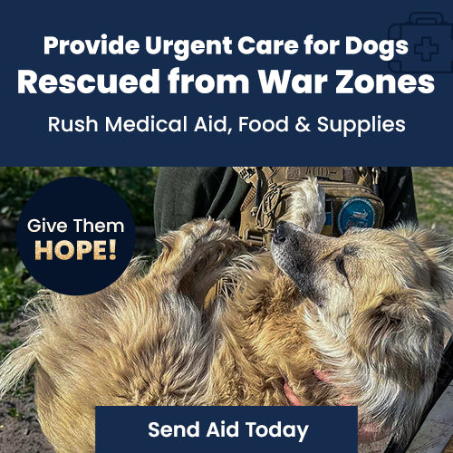 Provide Urgent Care for Dogs Rescued from War Zones donation by The Animal Rescue Site and GreaterGood, helping deliver emergency medical aid, food, and critical supplies to rescued dogs.