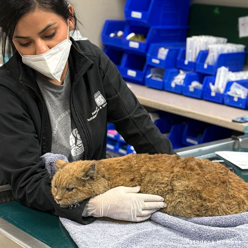 Garfield Barely Survived the Los Angeles Fires and Needs Critical Care