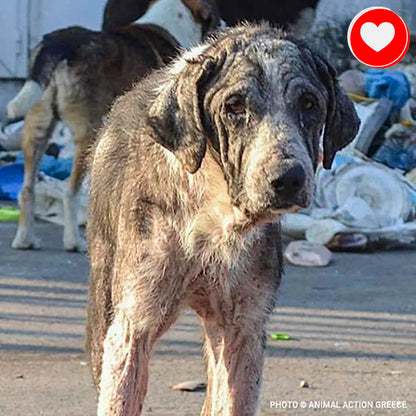 Help Rescue 600 Starving Dogs in Greece