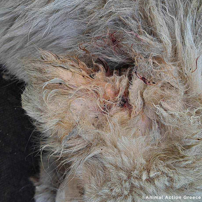 Funded: Malnourished Dog Missing Eye Found Near Death on Side of Road Needs Your Help