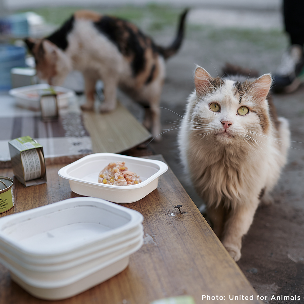 Crisis in Ukraine: Feed Hungry and Abandoned Pets