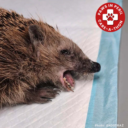 Funded: Sick, Vulnerable, and Fighting to Heal - Two Hedgehogs Need a Lifeline