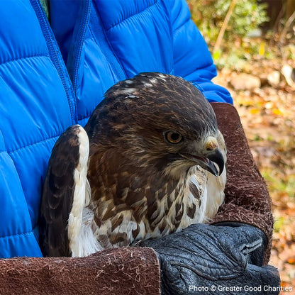 URGENT: Help Birds Affected by Hurricane Helene