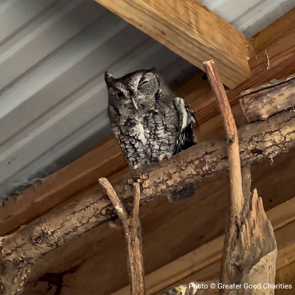 URGENT: Help Birds Affected by Hurricane Helene