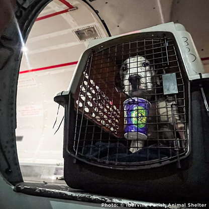 Help Fly Pets to Freedom