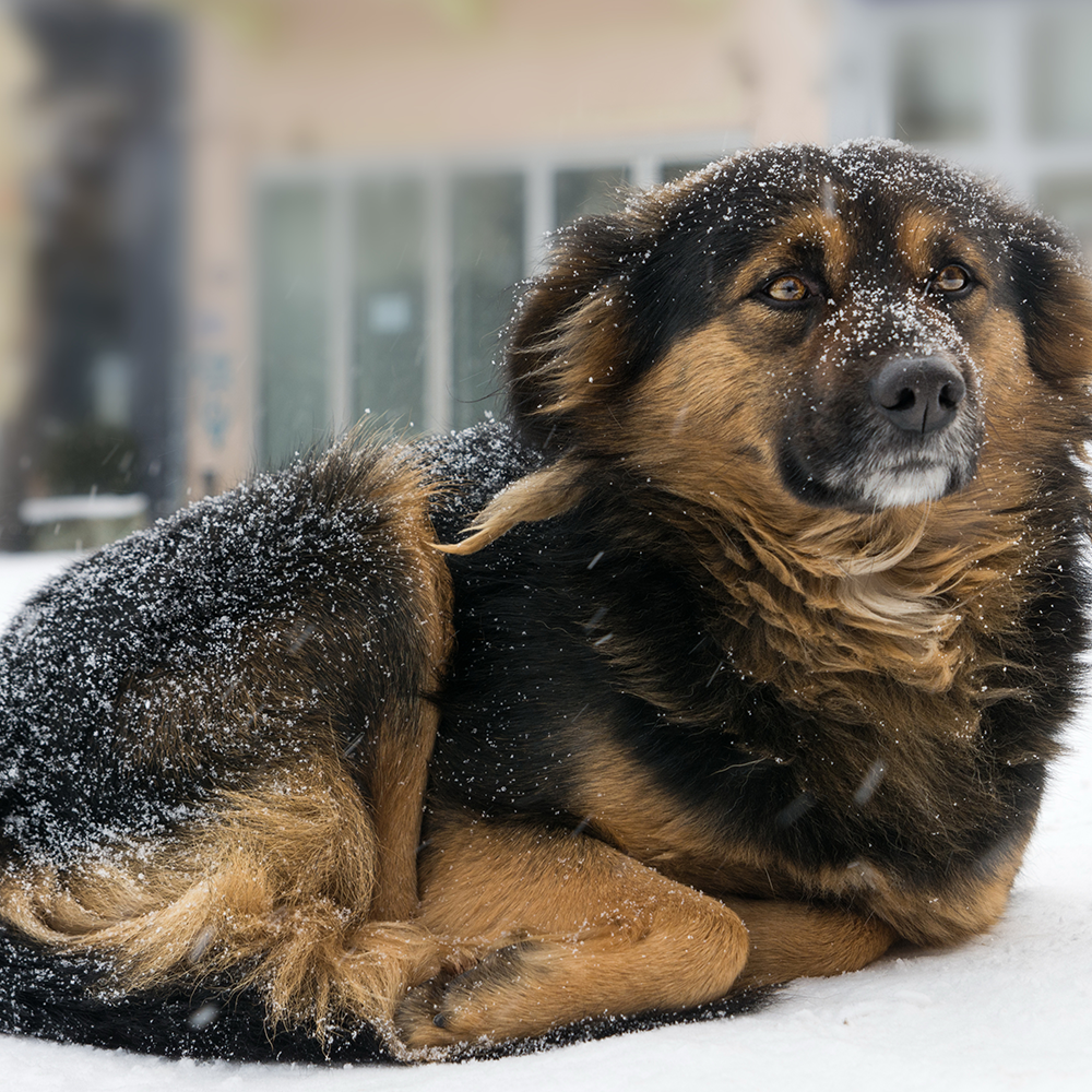 Send Desperately Needed Blankets to Homeless and Their Pets For Winter