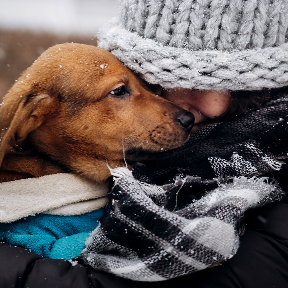 Send Desperately Needed Blankets to Homeless and Their Pets For Winter
