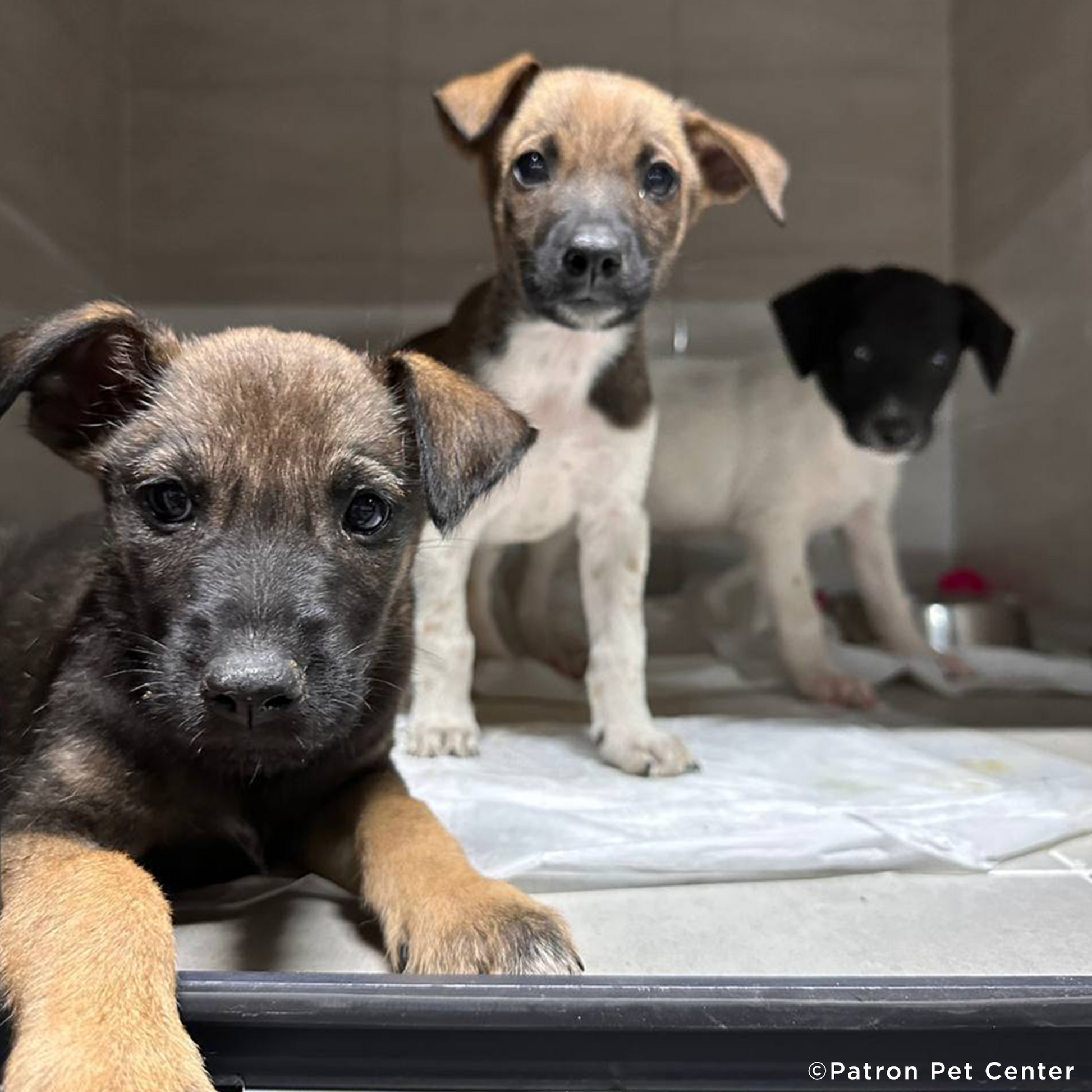 Funded: Help Abandoned Puppy In War Zone Walk Again The Animal