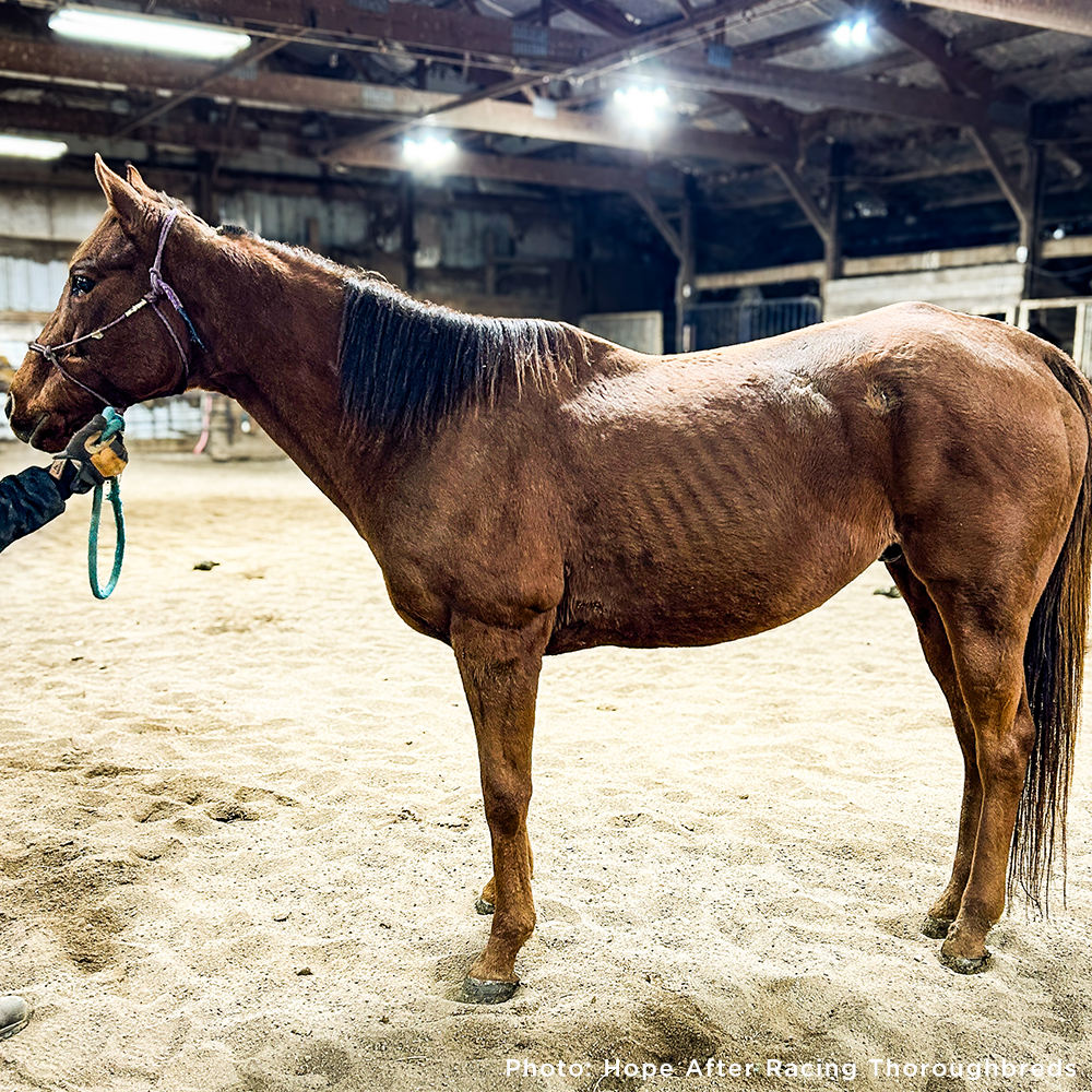 Help Injured and Neglected Horses in Urgent Need of Care