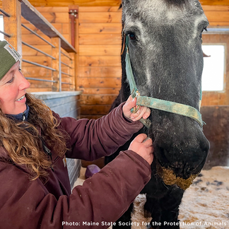 Help Injured and Neglected Horses in Urgent Need of Care | The Animal ...