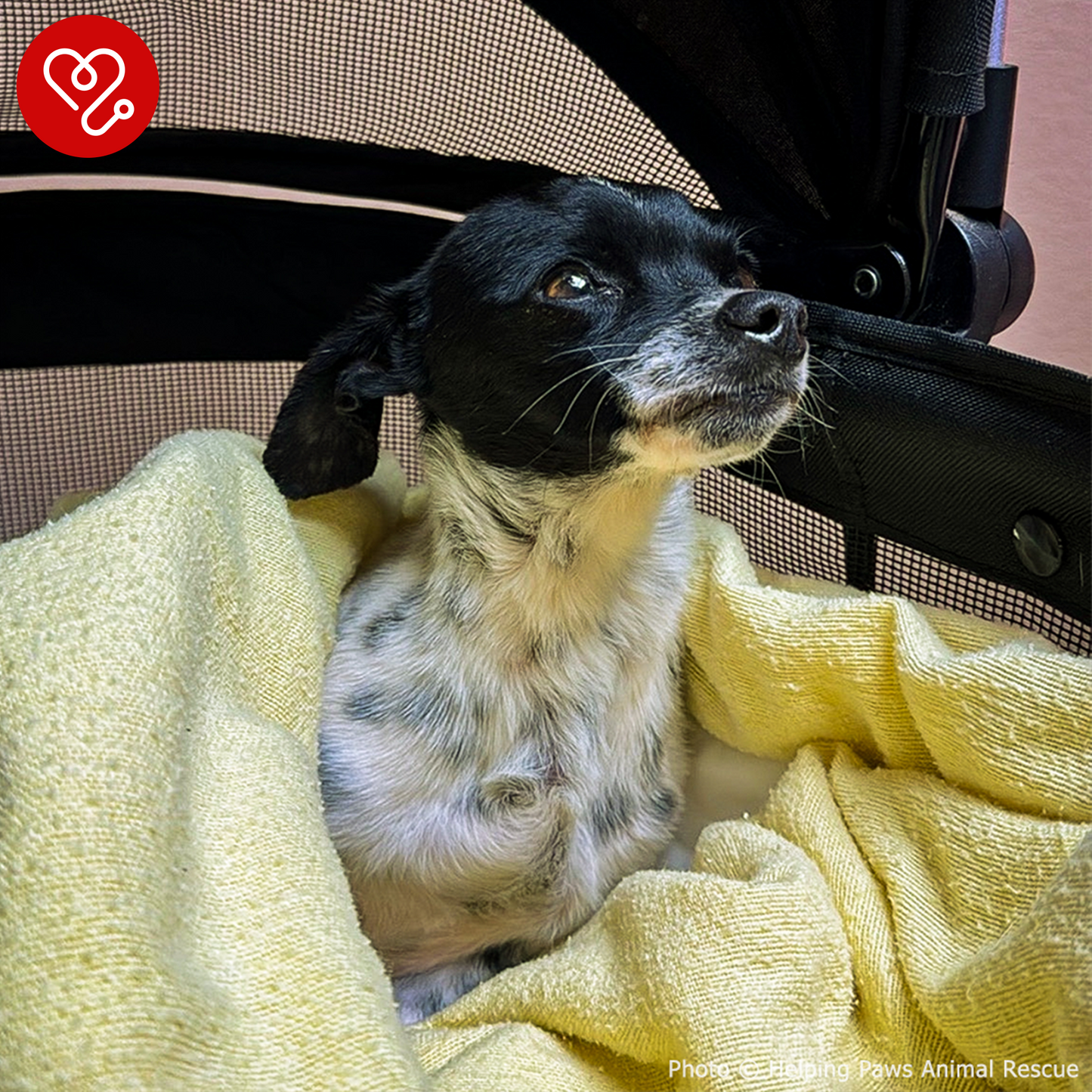 Funded: Dog Found Near Death After Being Hit by Car Needs Your Support to Heal