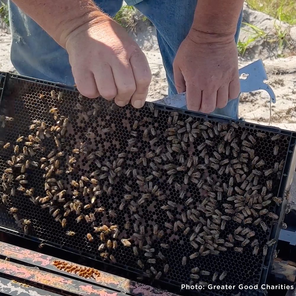 URGENT: Help Feed Bees Struggling to Survive After Hurricane Helene & Milton