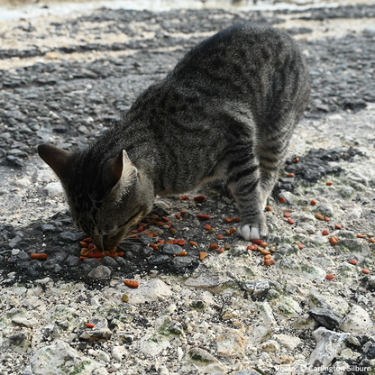 Rush Aid to People & Pets Devastated By Hurricane Melissa