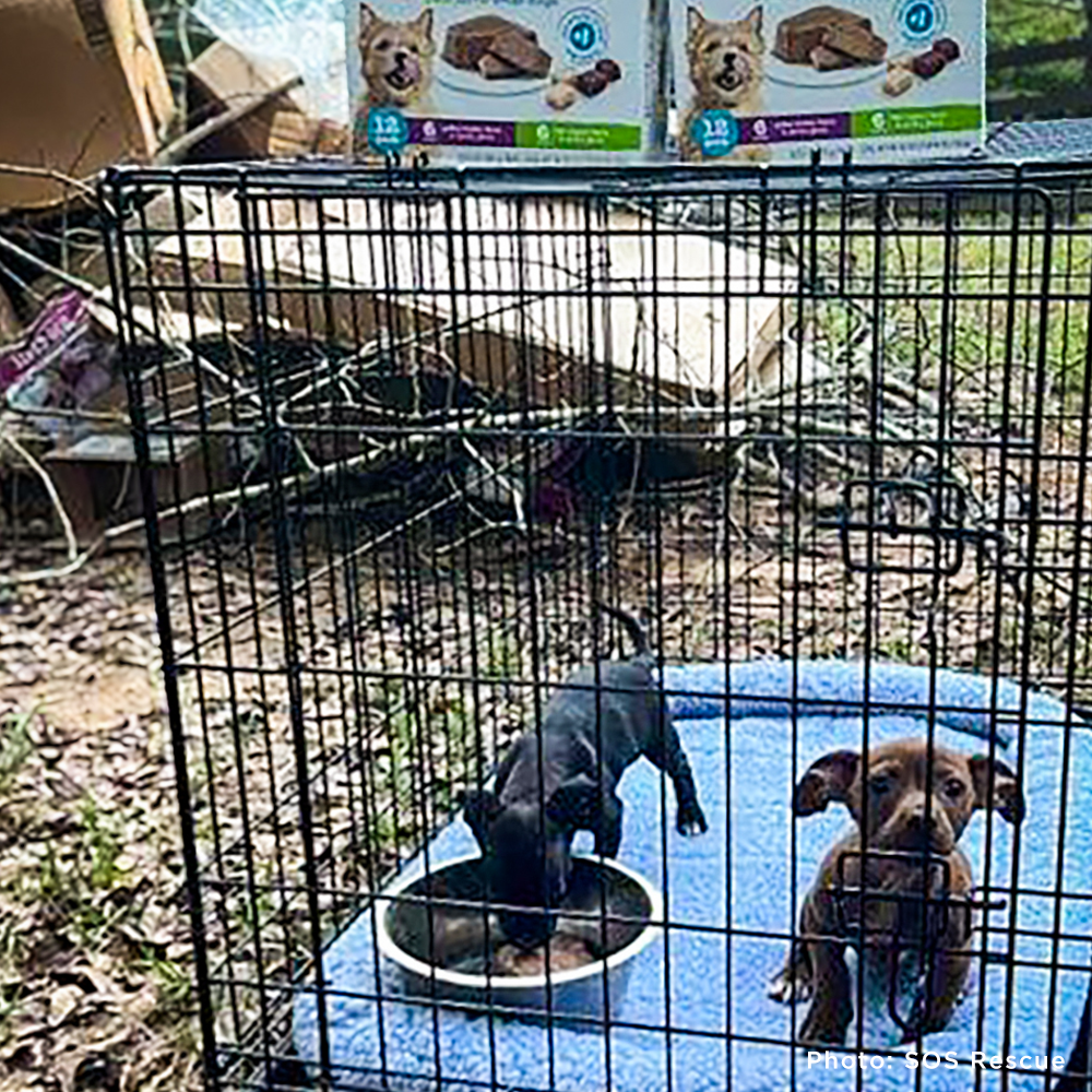 URGENT: Pet Food Drive for Shelters Affected by Helene and Milton