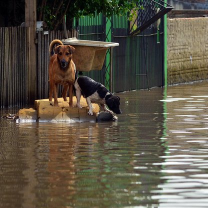 Help People and Pets Affected by Hurricane Beryl