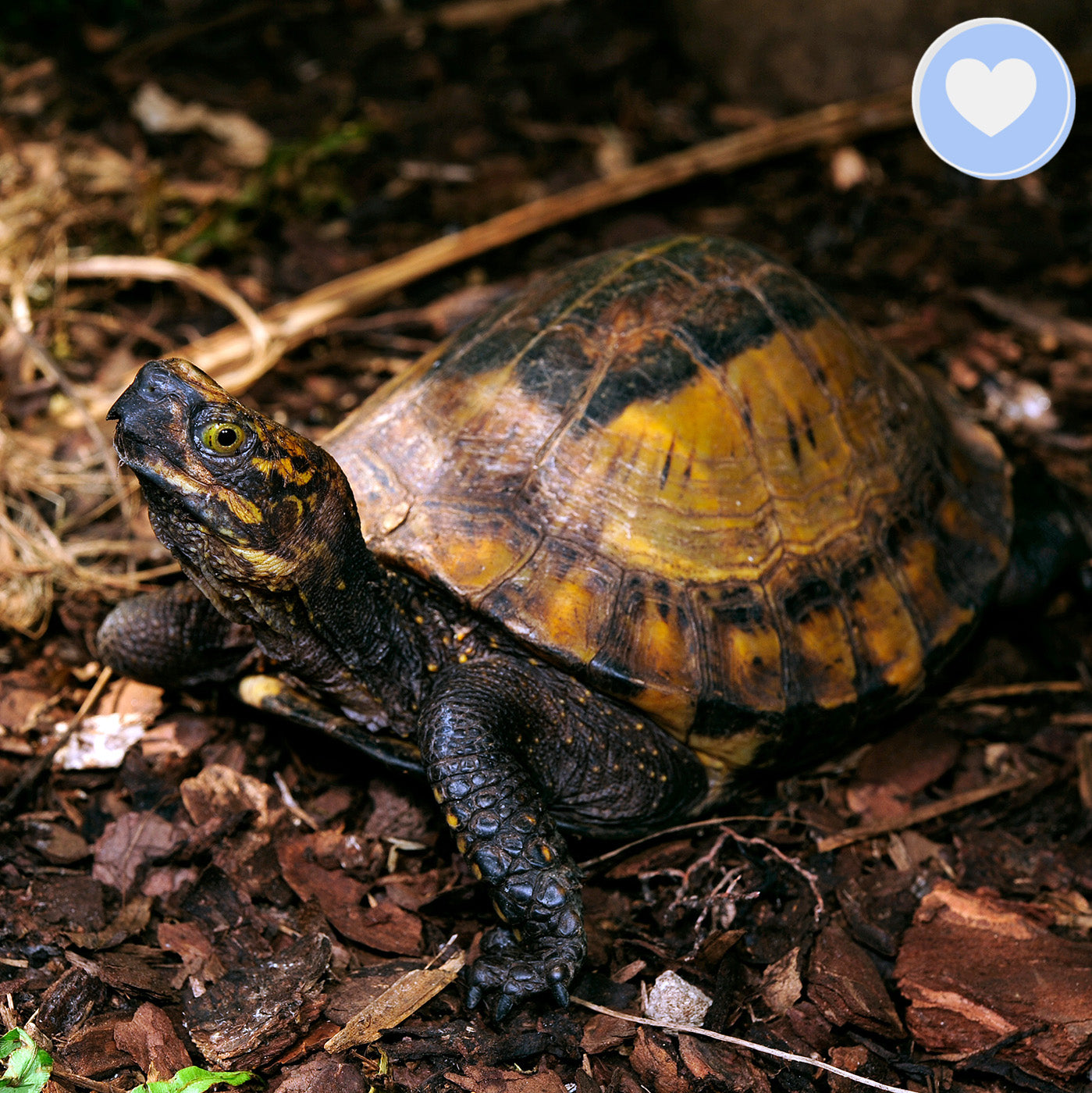 Project Peril: Help Save the Indochinese Box Turtle