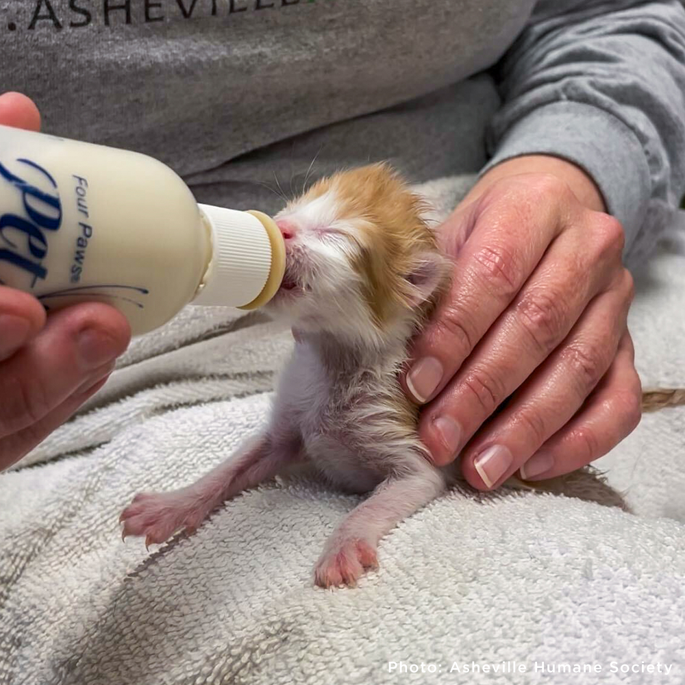 Emergency Care: Life-Saving Formula Kits For Fur Babies