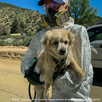 300+ Pets Rescued in Horrific Animal Welfare Case