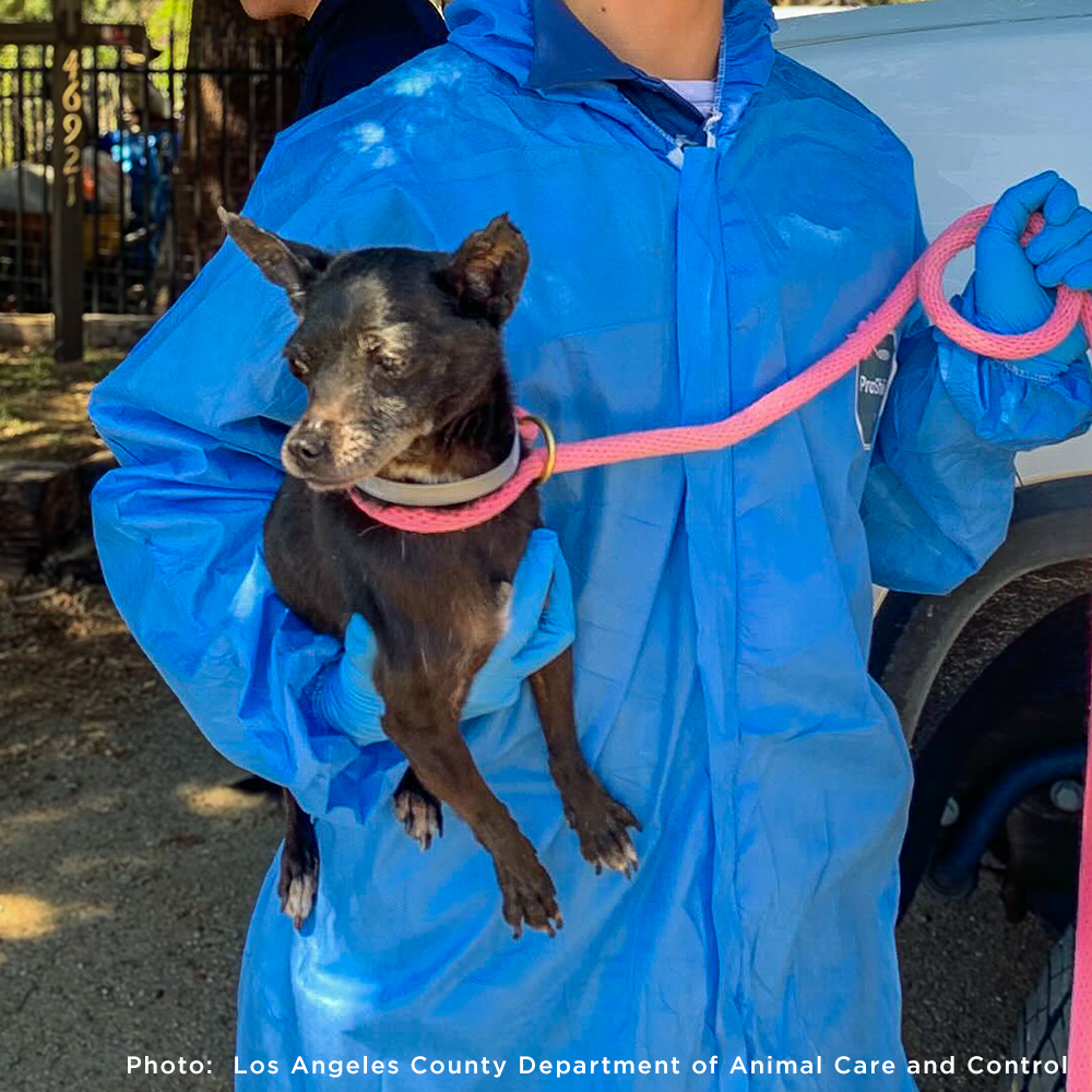 300+ Pets Rescued in Horrific Animal Welfare Case