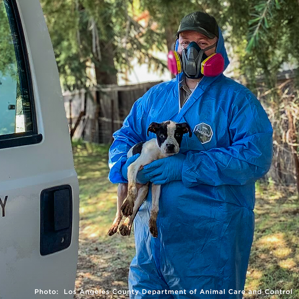 300+ Pets Rescued in Horrific Animal Welfare Case