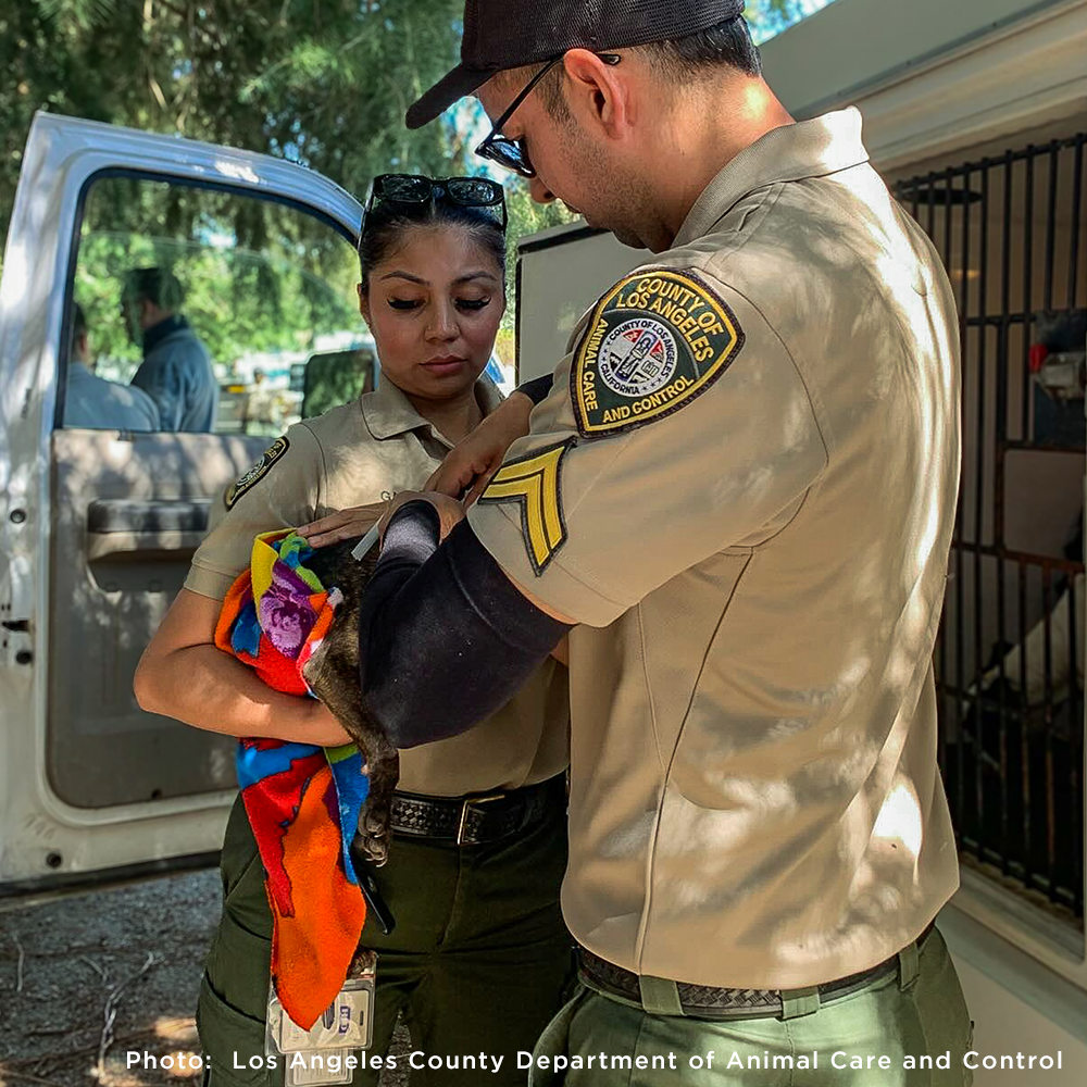300+ Pets Rescued in Horrific Animal Welfare Case