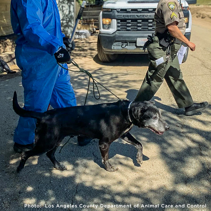 300+ Pets Rescued in Horrific Animal Welfare Case