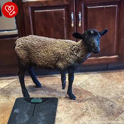 Funded: Lamb With Broken and Necrotic Leg Needs Emergency Surgery
