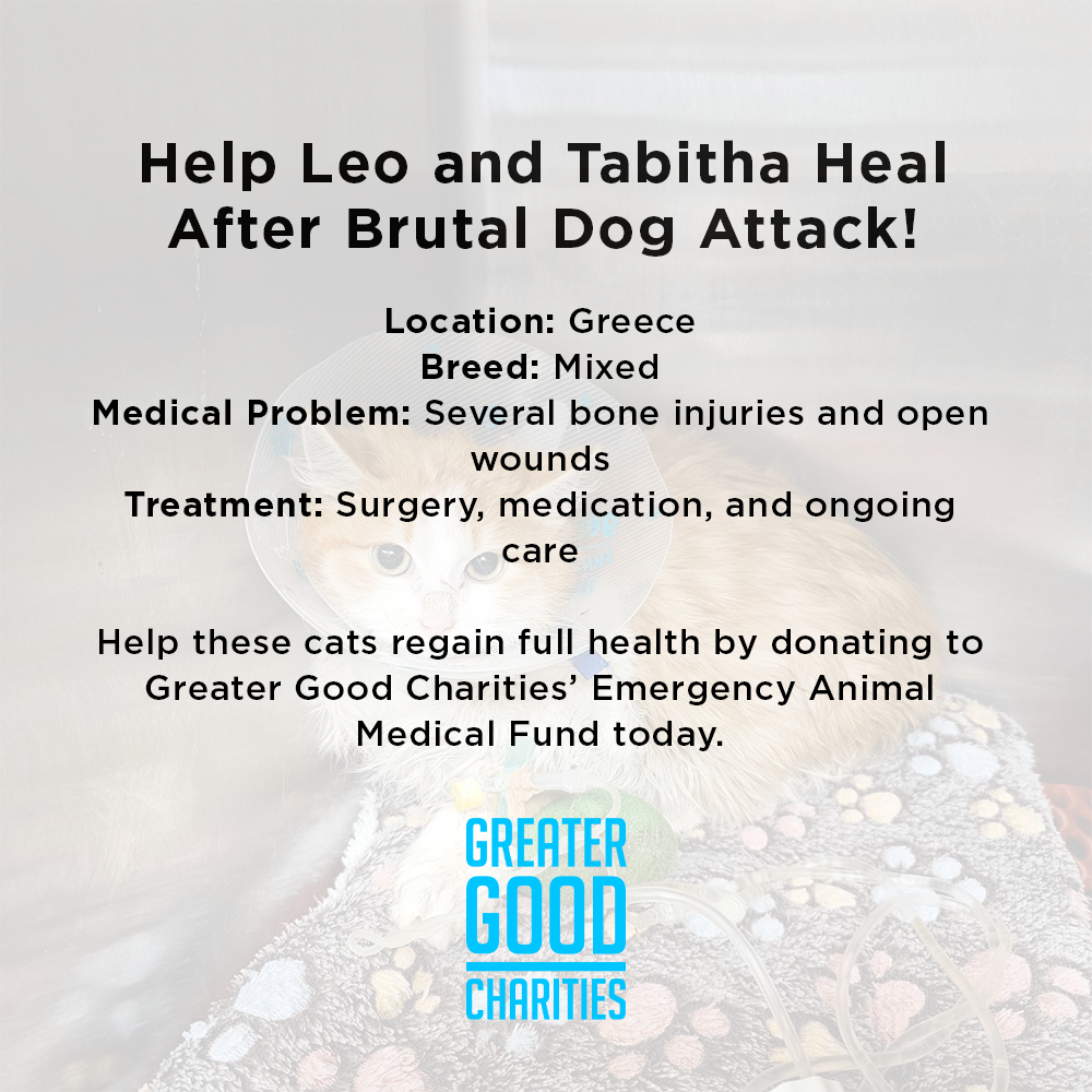 Funded: Help Leo and Tabitha Heal After Brutal Dog Attack