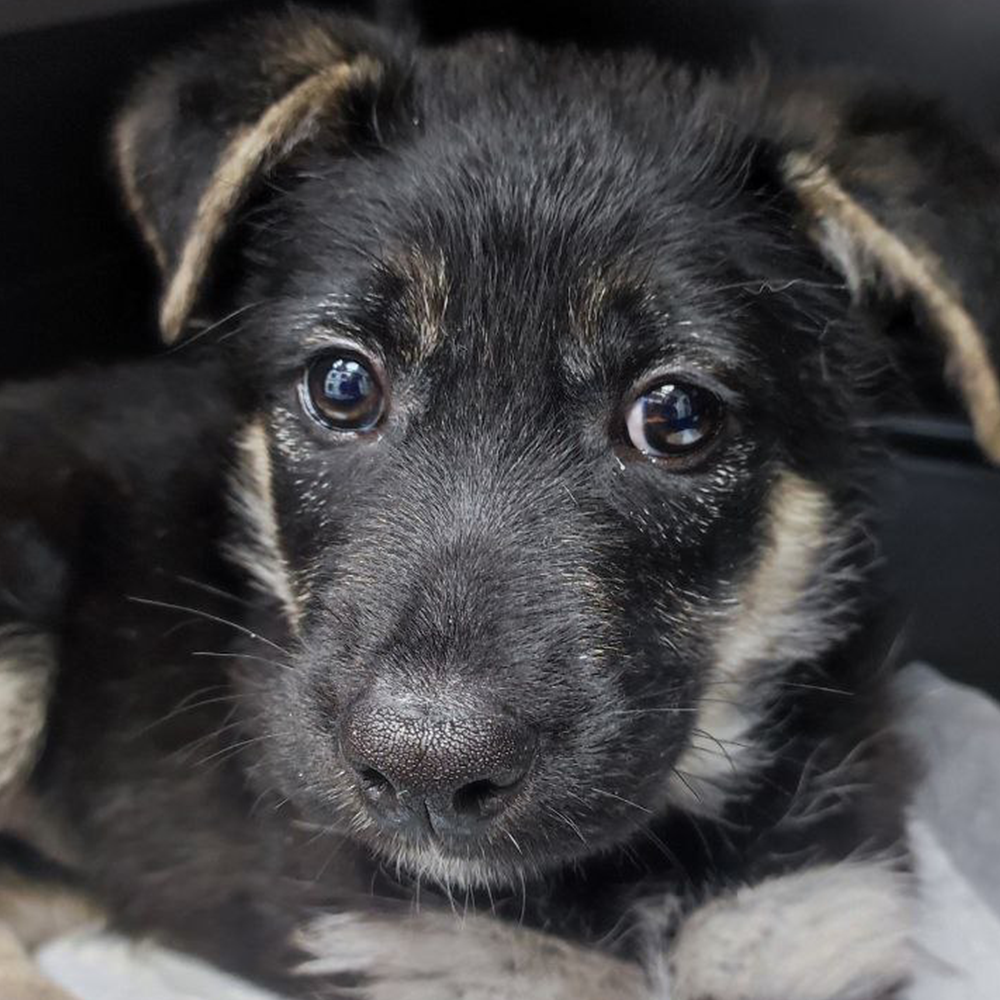 Help Lesya and Her Puppies Recover from Malnutrition After Being Rescued from Frontlines