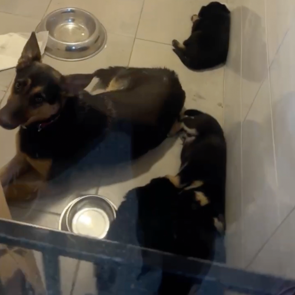 Help Lesya and Her Puppies Recover from Malnutrition After Being Rescued from Frontlines