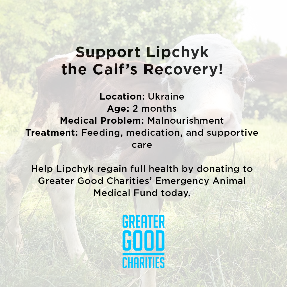 Support Lipchyk the Calf’s Recovery